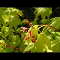 Acer palmatum cv Saoshika (fam Aceracees) (4)